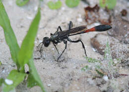 Image of Ammophila procera Dahlbom 1843