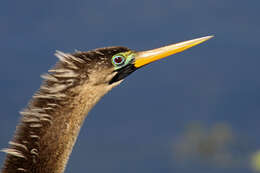 Image de Anhinga d'Amérique