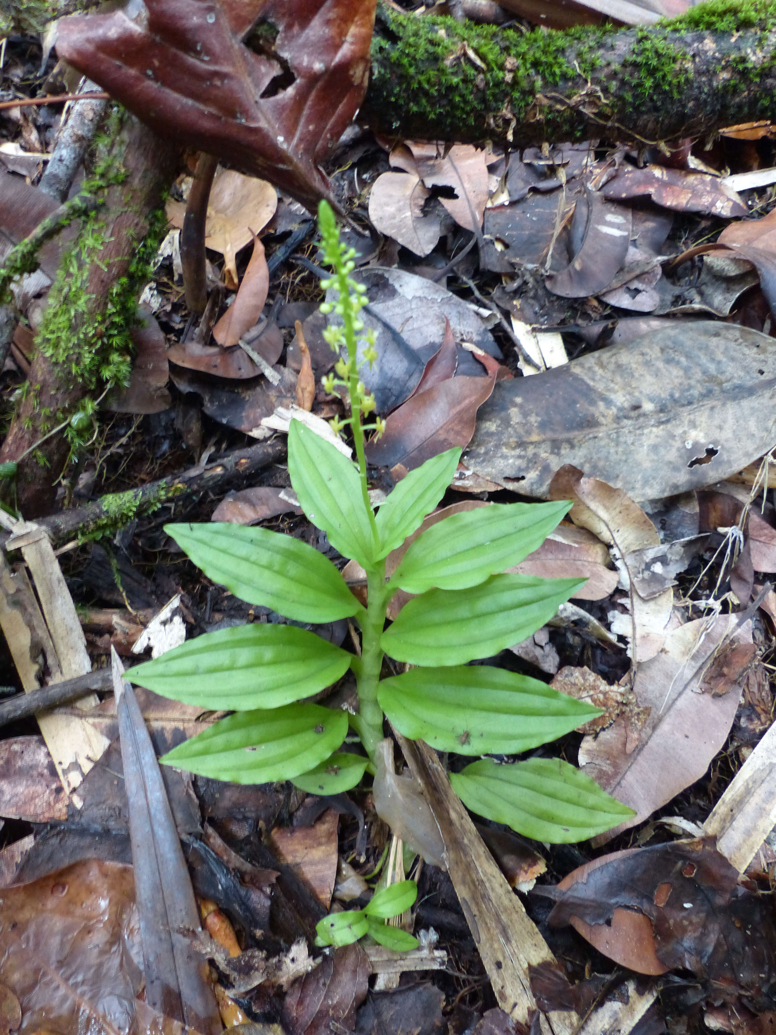 Crepidium kerstingianum (Schltr.) Szlach.的圖片