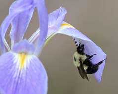 صورة Bombus bimaculatus Cresson 1864