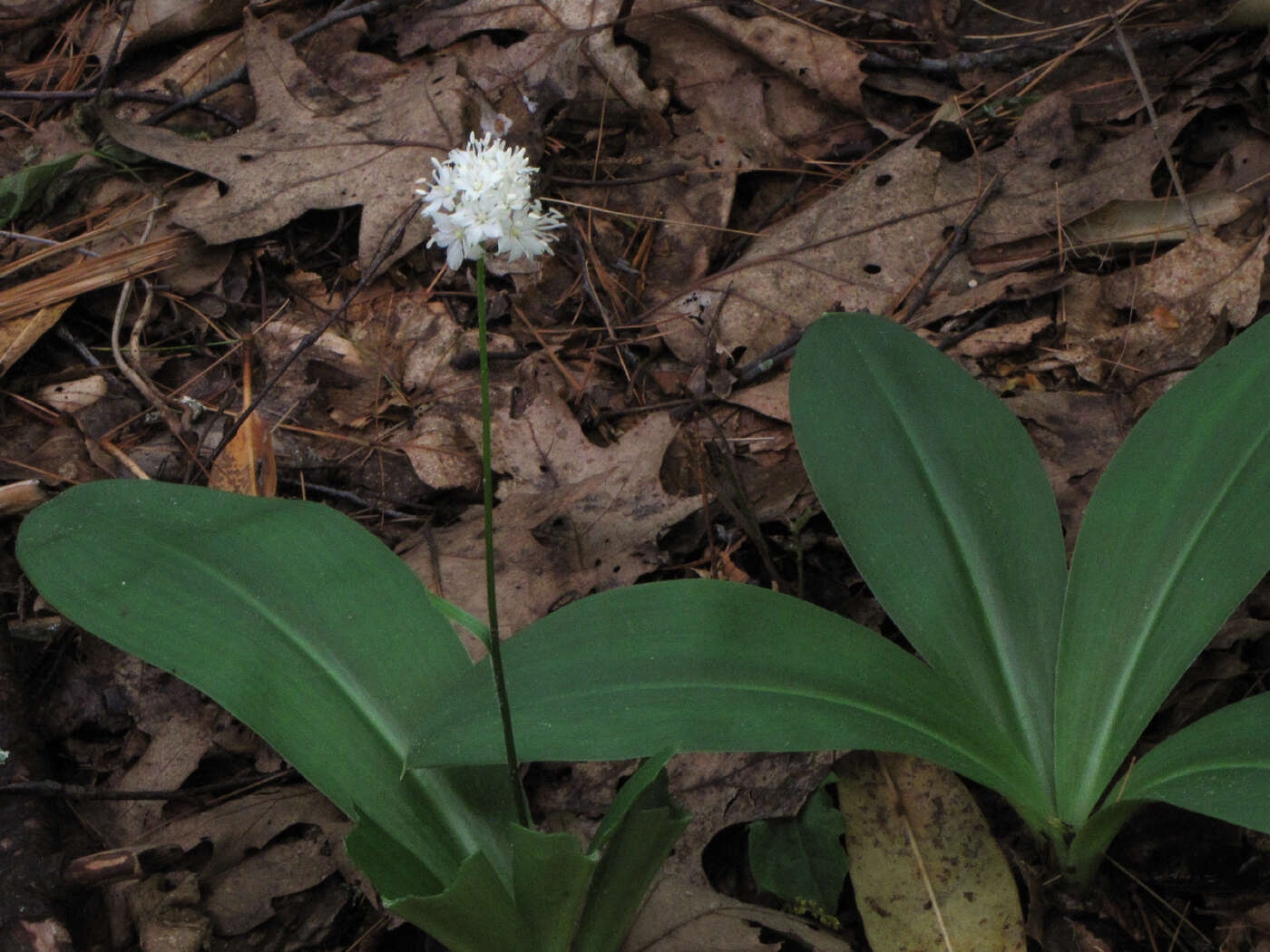 Слика од Clintonia umbellulata (Michx.) Morong