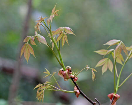 Image of pignut hickory