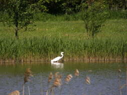 Image of Great Egret