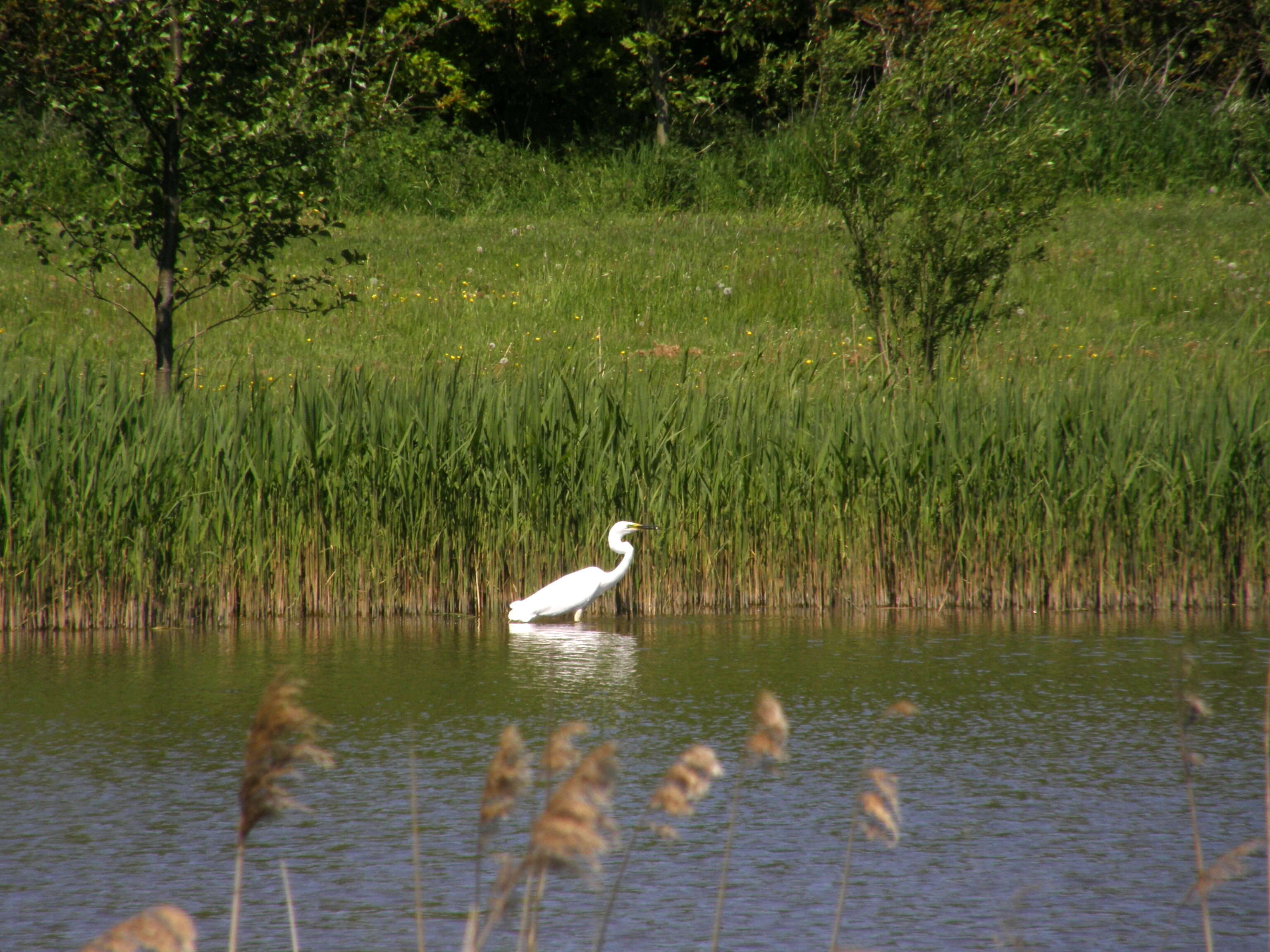 Image of Great Egret