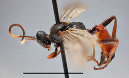 Image of Ichneumon captorius Thunberg 1822