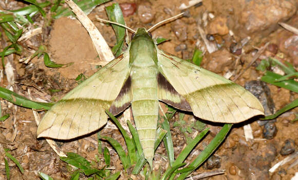 Image of Xylophanes tyndarus (Boisduval (1875))