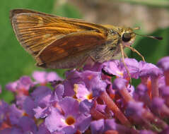 Plancia ëd Atalopedes campestris Boisduval 1852