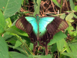 Image de Papilio peranthus Fabricius 1787