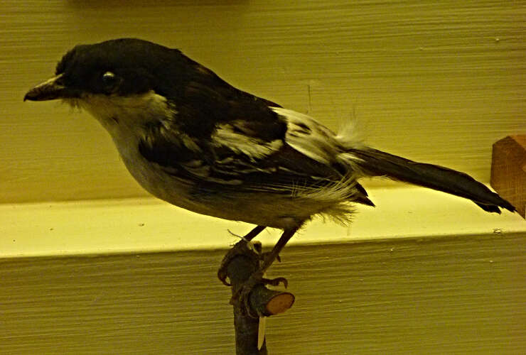 Image of Black-backed Puffback