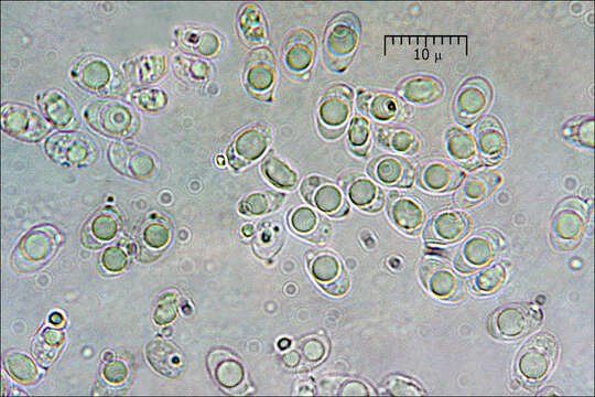 Image of Tricholoma lascivum (Fr.) Gillet 1874