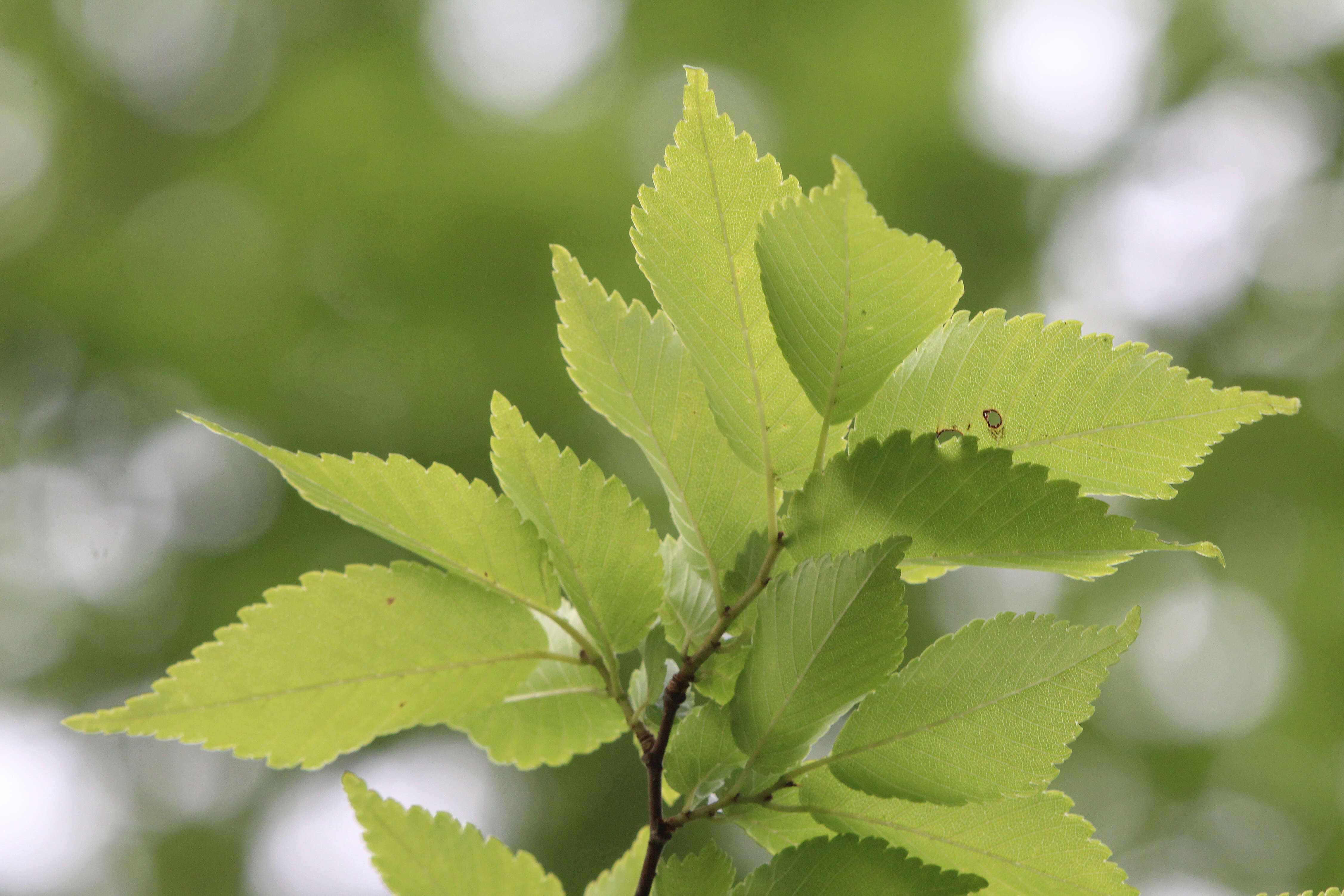 Image of American elm