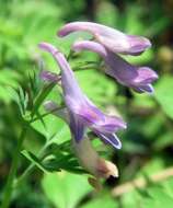 Image of blue corydalis