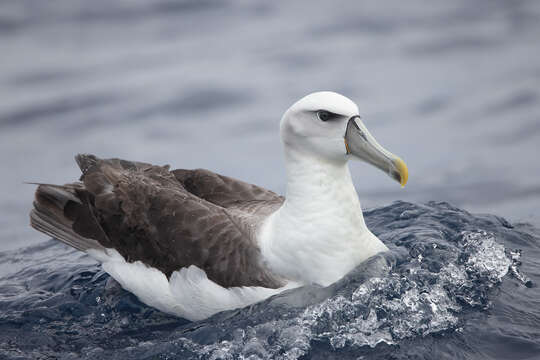 Image of Shy Albatross