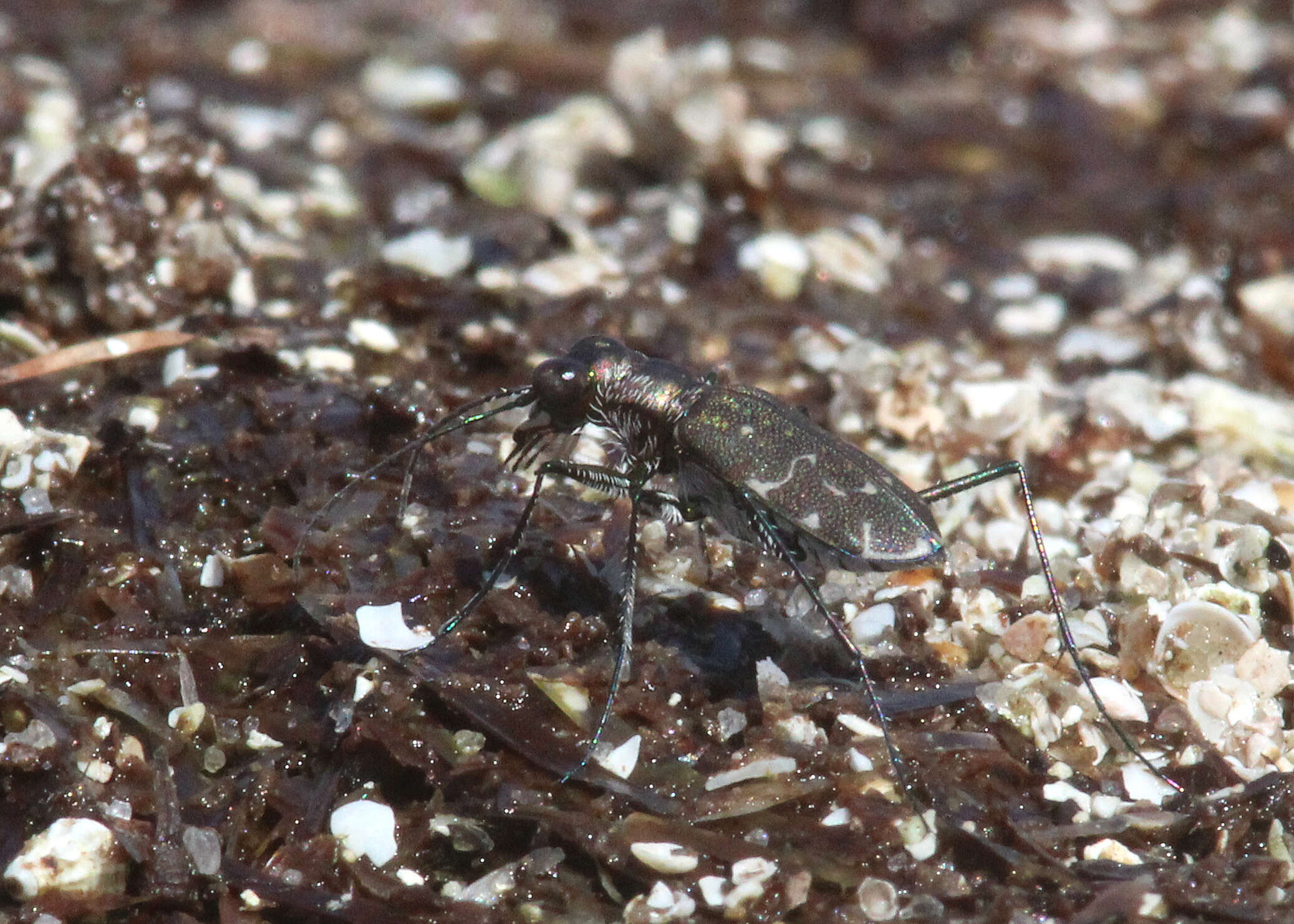 Image of Cicindela (Cicindelidia) trifasciata Fabricius 1781