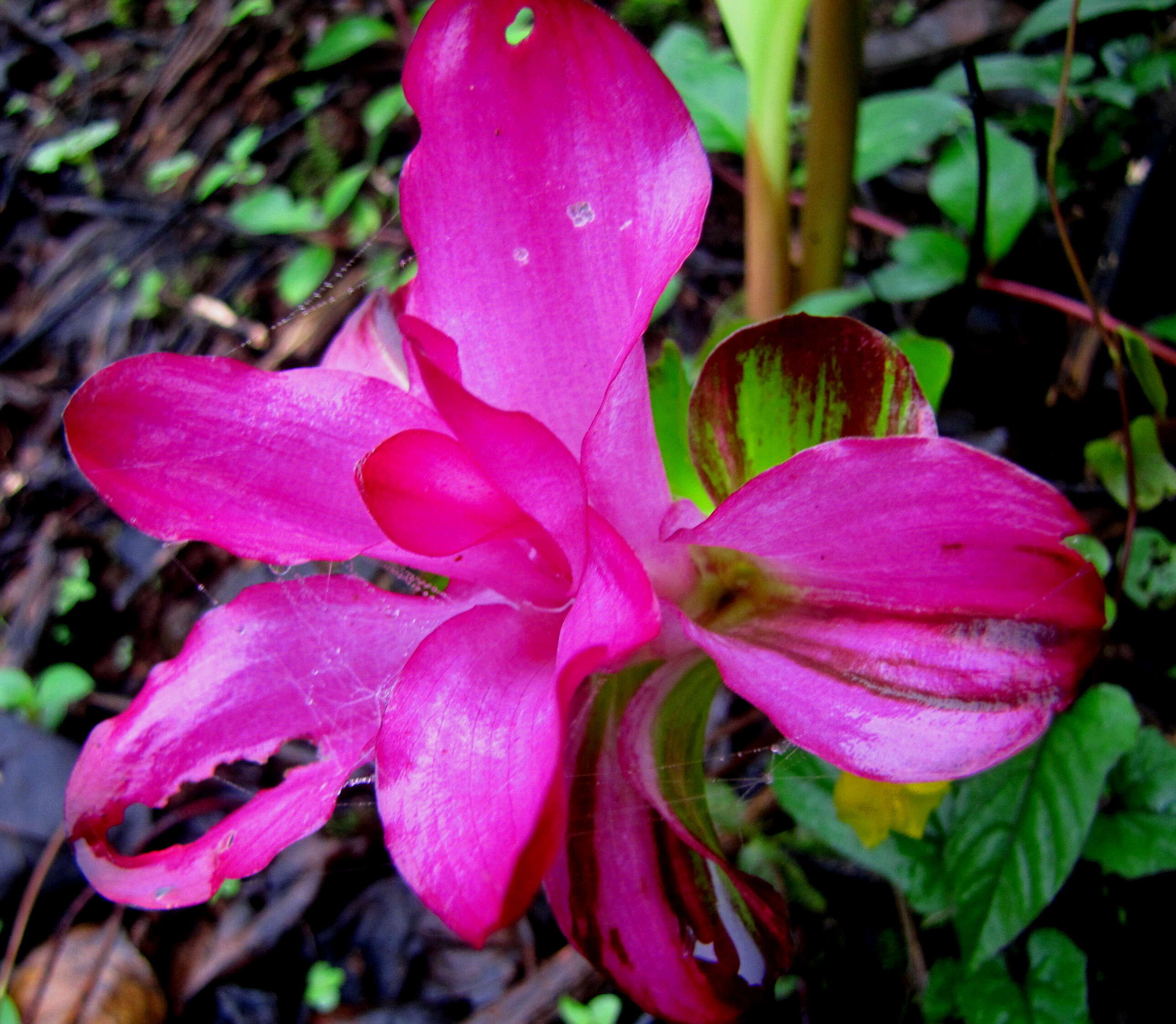 Image de Curcuma pseudomontana J. Graham