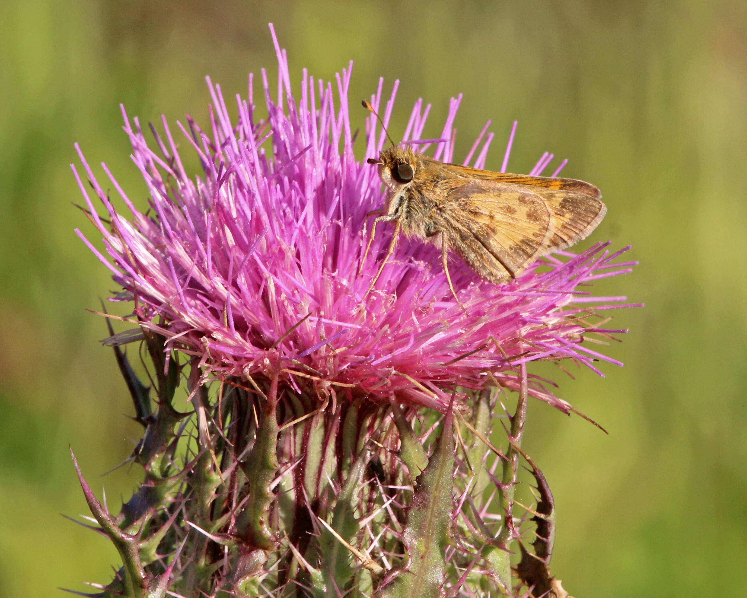 Plancia ëd Atalopedes campestris Boisduval 1852