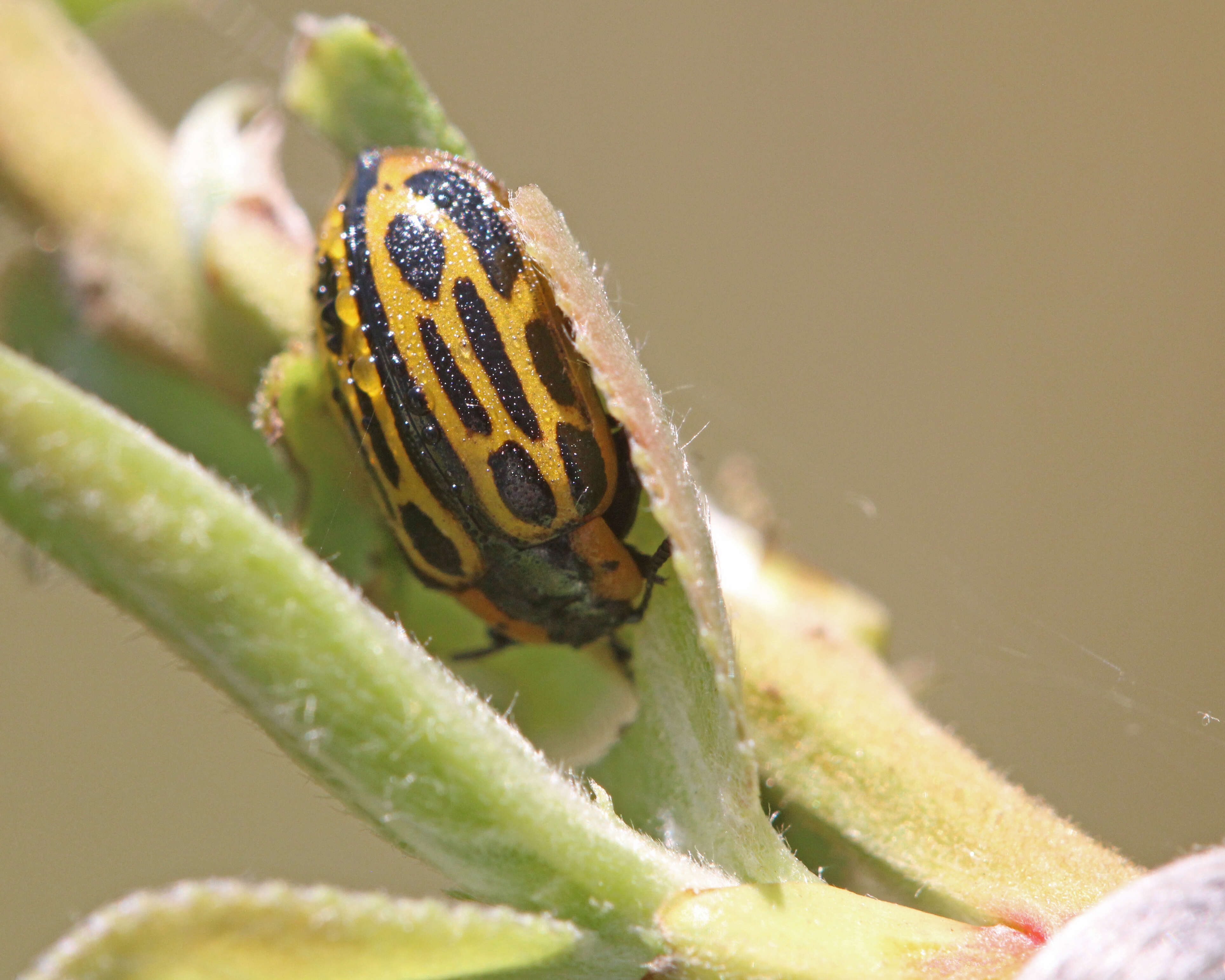 Image of Cottonwood Leaf Beetle