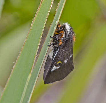 Image of Buck Moth