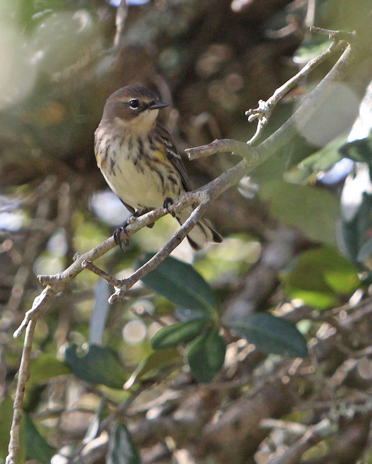 Image of Myrtle Warbler