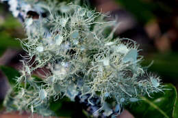 Image of Bushy beard lichen