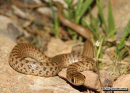 Image of Dotted Dwarf Snake