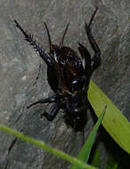 Image of Jamaican Field Cricket