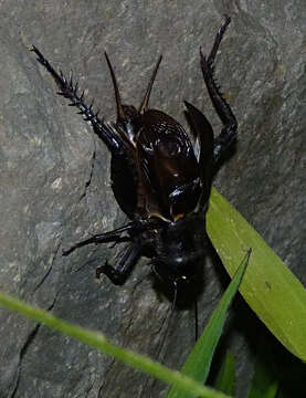 Image of Jamaican Field Cricket