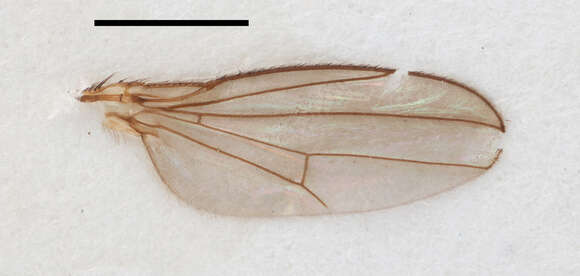 Image of <i>Notiphila geniculata</i> Stenhammar 1844