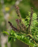 Amorpha fruticosa L. resmi