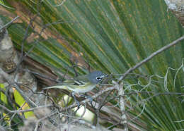 Image of Blue-headed Vireo