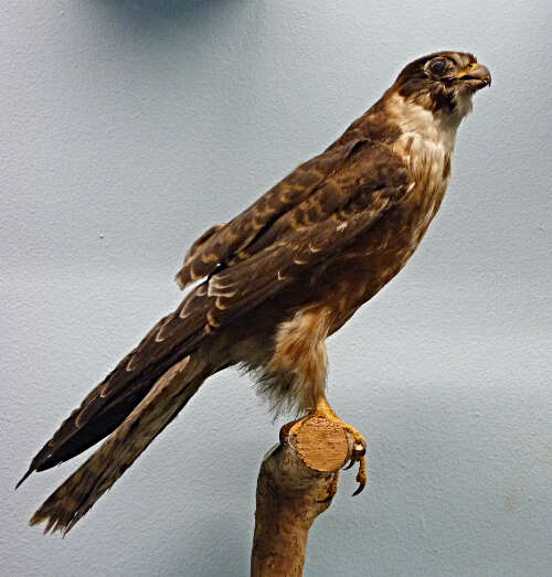 Image of Australian Hobby