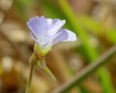 Image of small butterwort