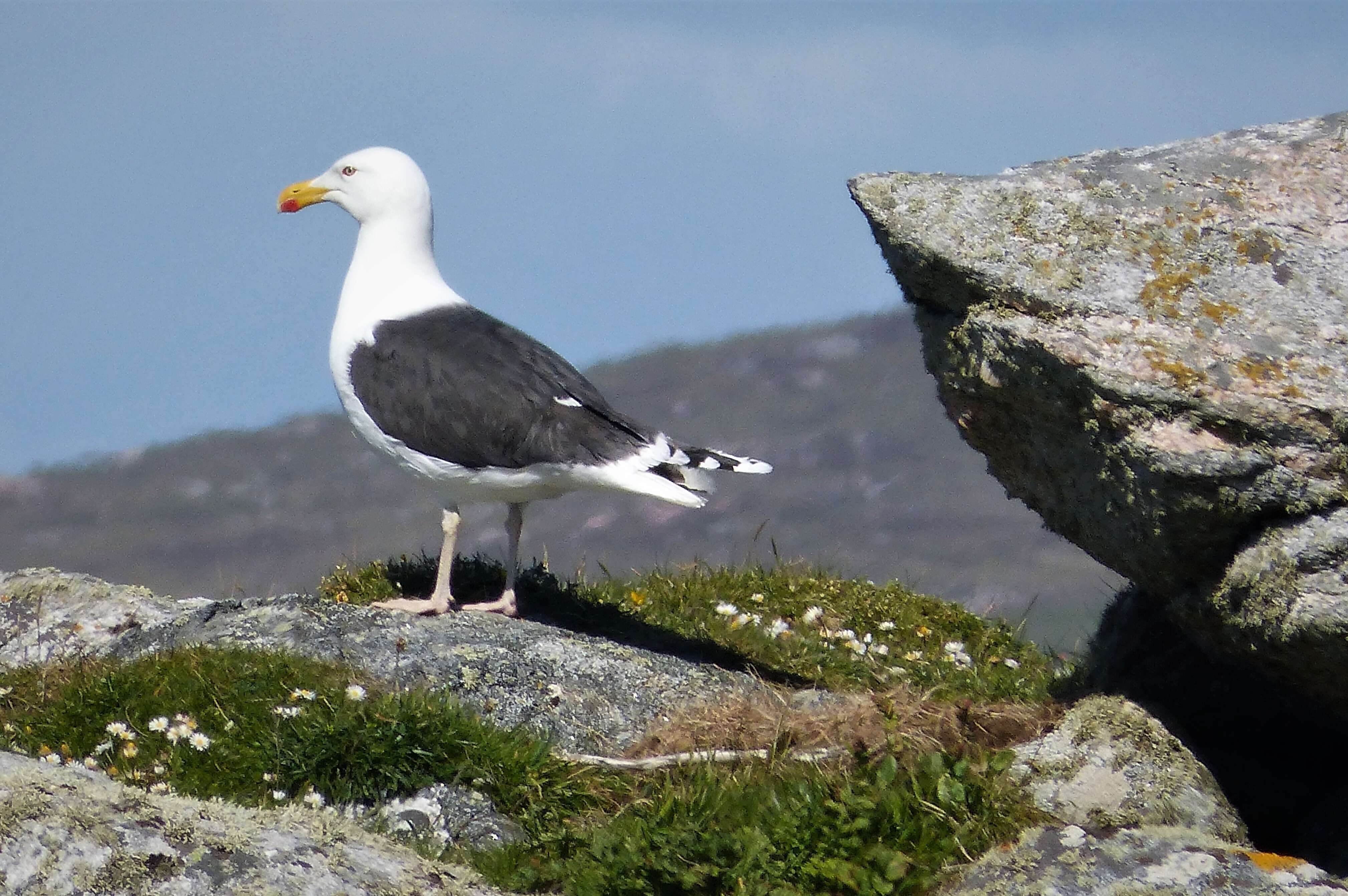 Image of Great Black-backed Gull