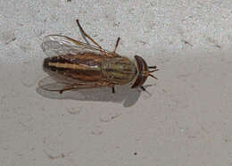 Image of Striped Horse Fly