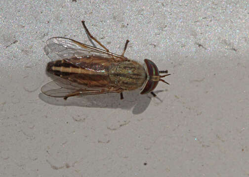 Image of Striped Horse Fly