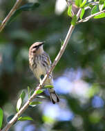 Image of Myrtle Warbler