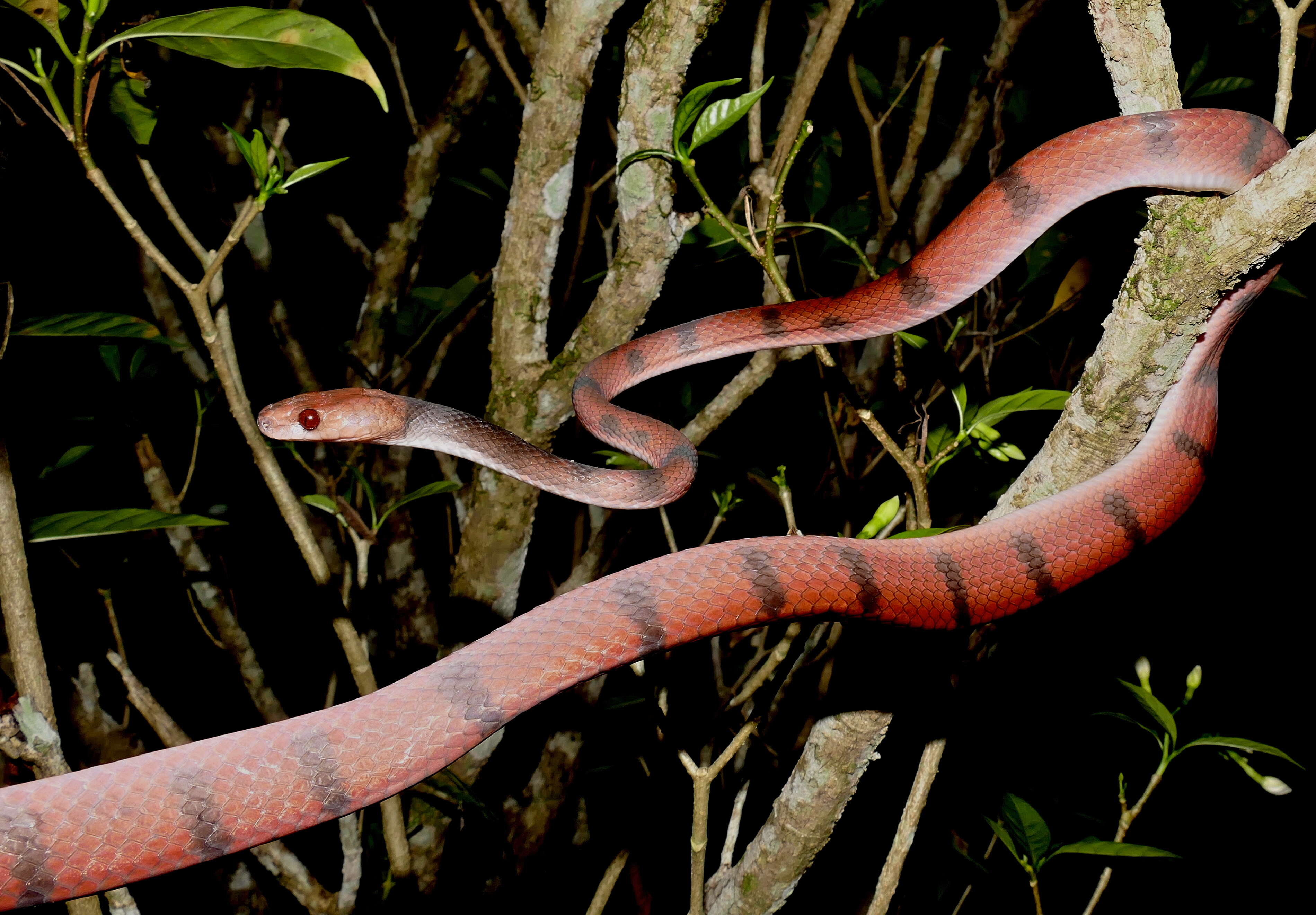 صورة Siphlophis compressus (Daudin 1803)