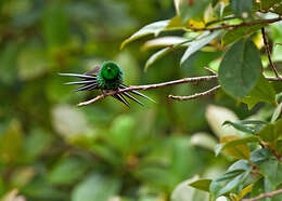 Image of Green Thorntail