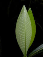 Image de Psychotria grandis Sw.