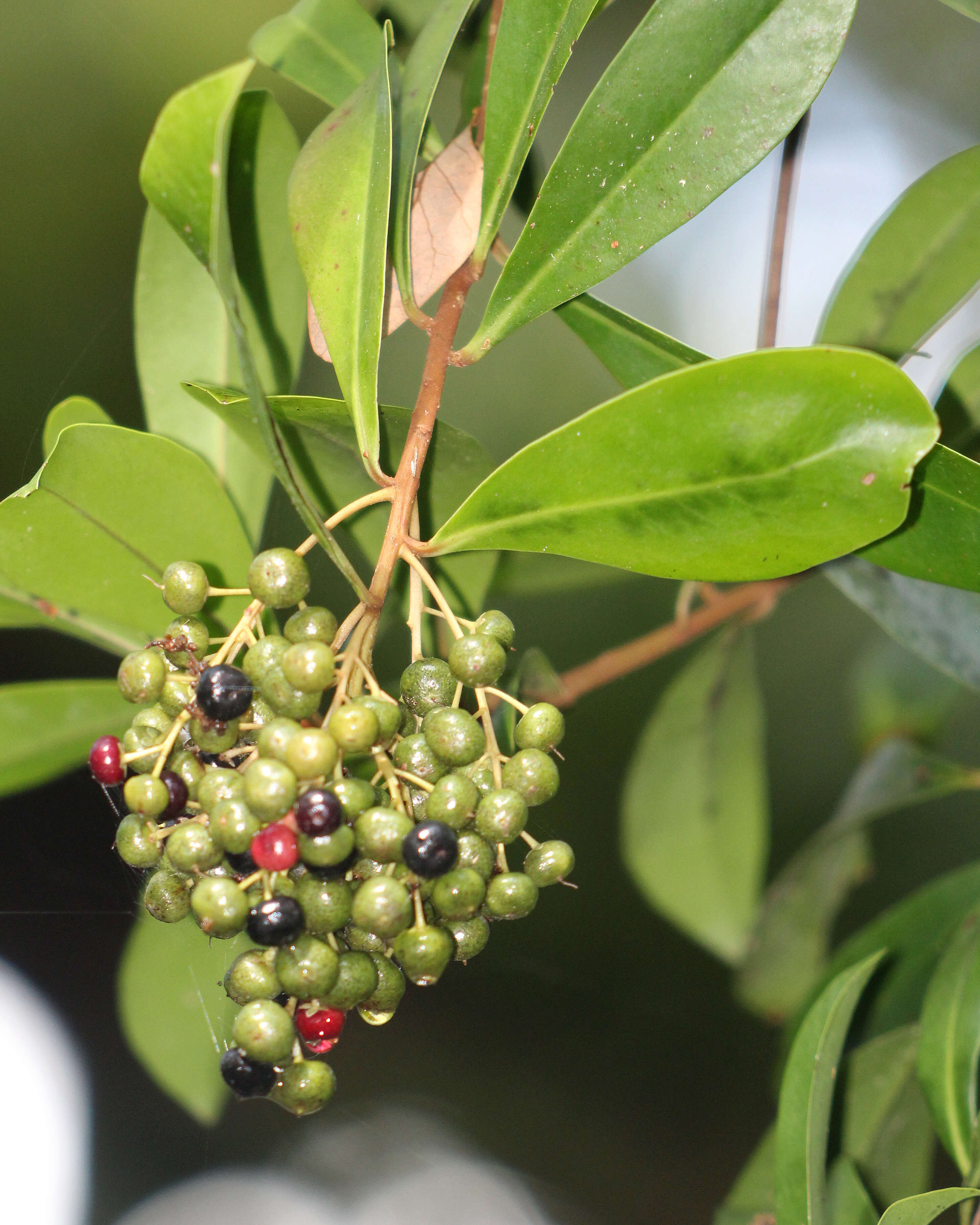 Слика од Ardisia escallonioides Schiede & Deppe ex Schltdl. & Cham.