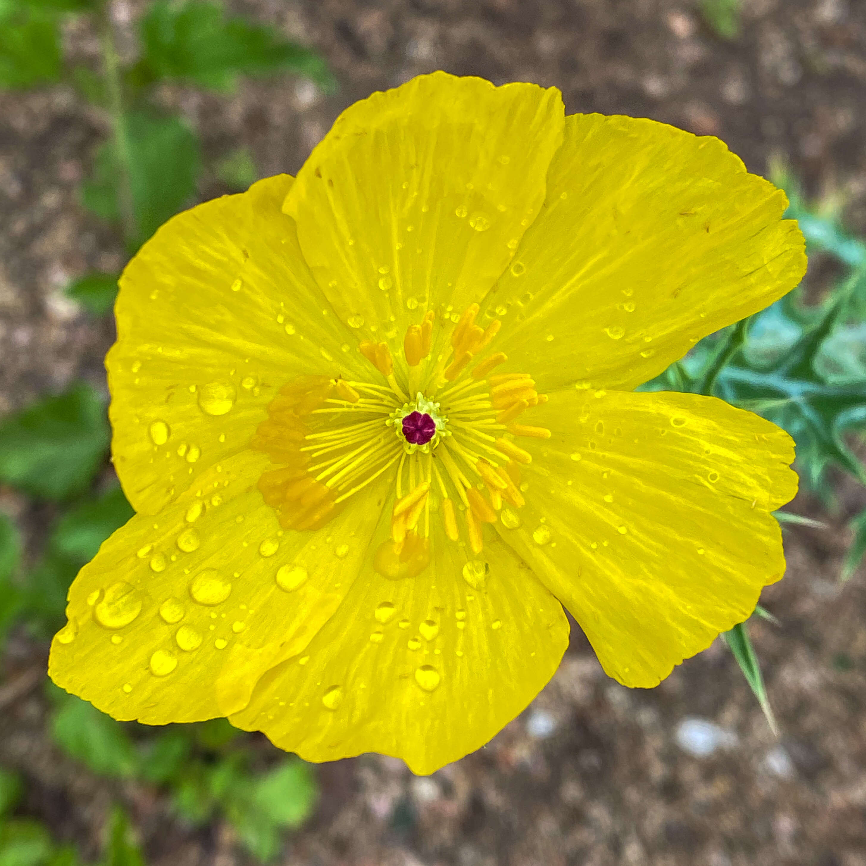 Image of Mexican pricklypoppy