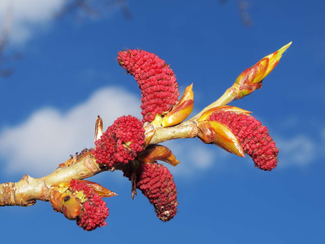 Image of Black Poplar