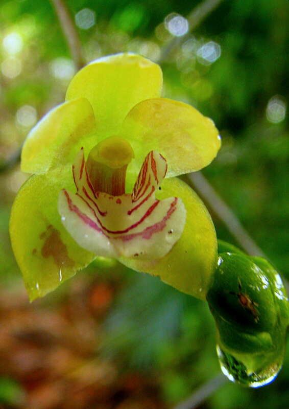 Imagem de Koellensteinia spiralis Gomes Ferreira & L. C. Menezes