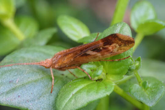 Image of Limnephilus lunatus Curtis 1834