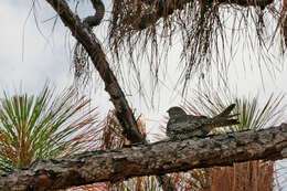 Image of Common Nighthawk