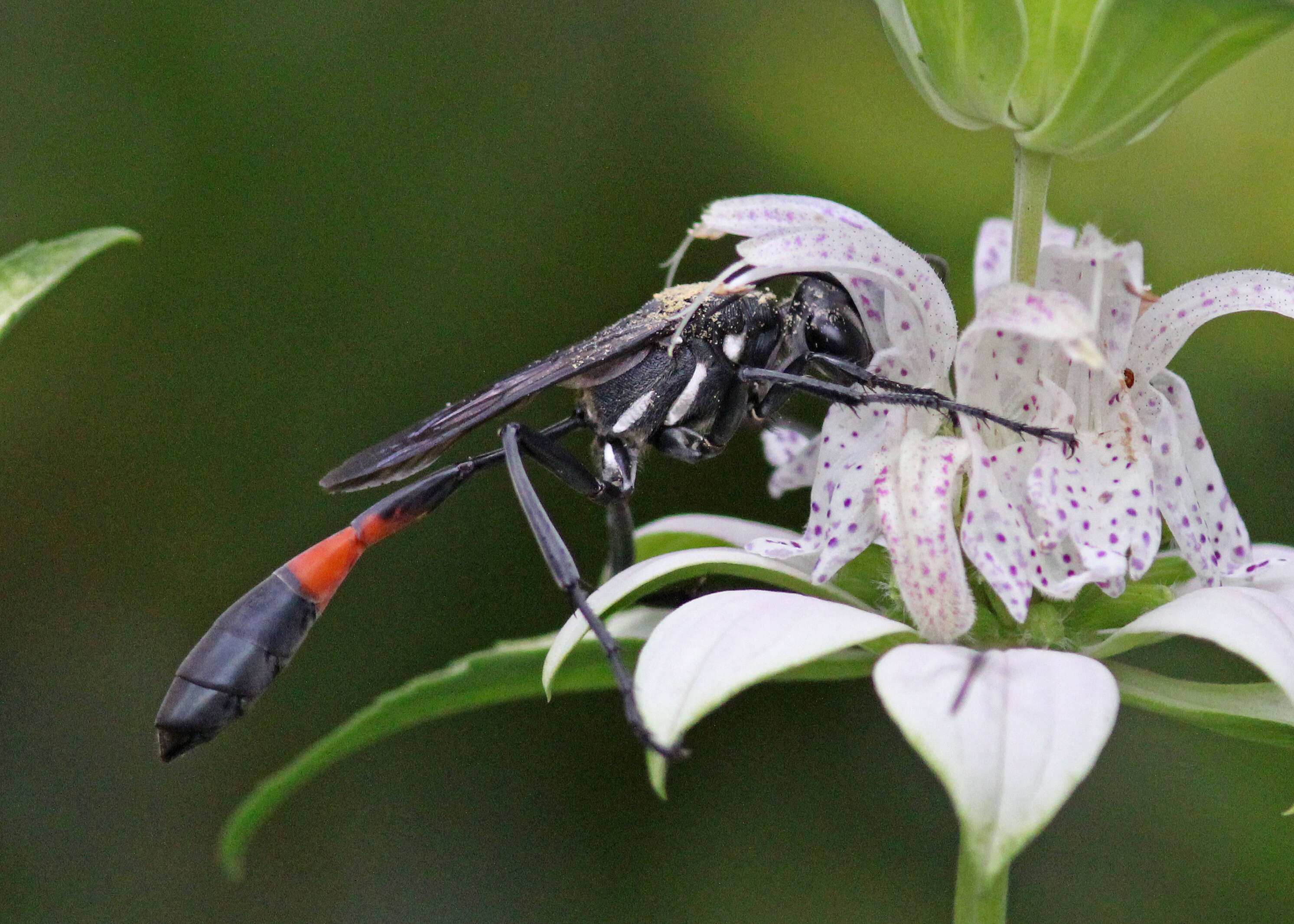 Image of Ammophila procera Dahlbom 1843