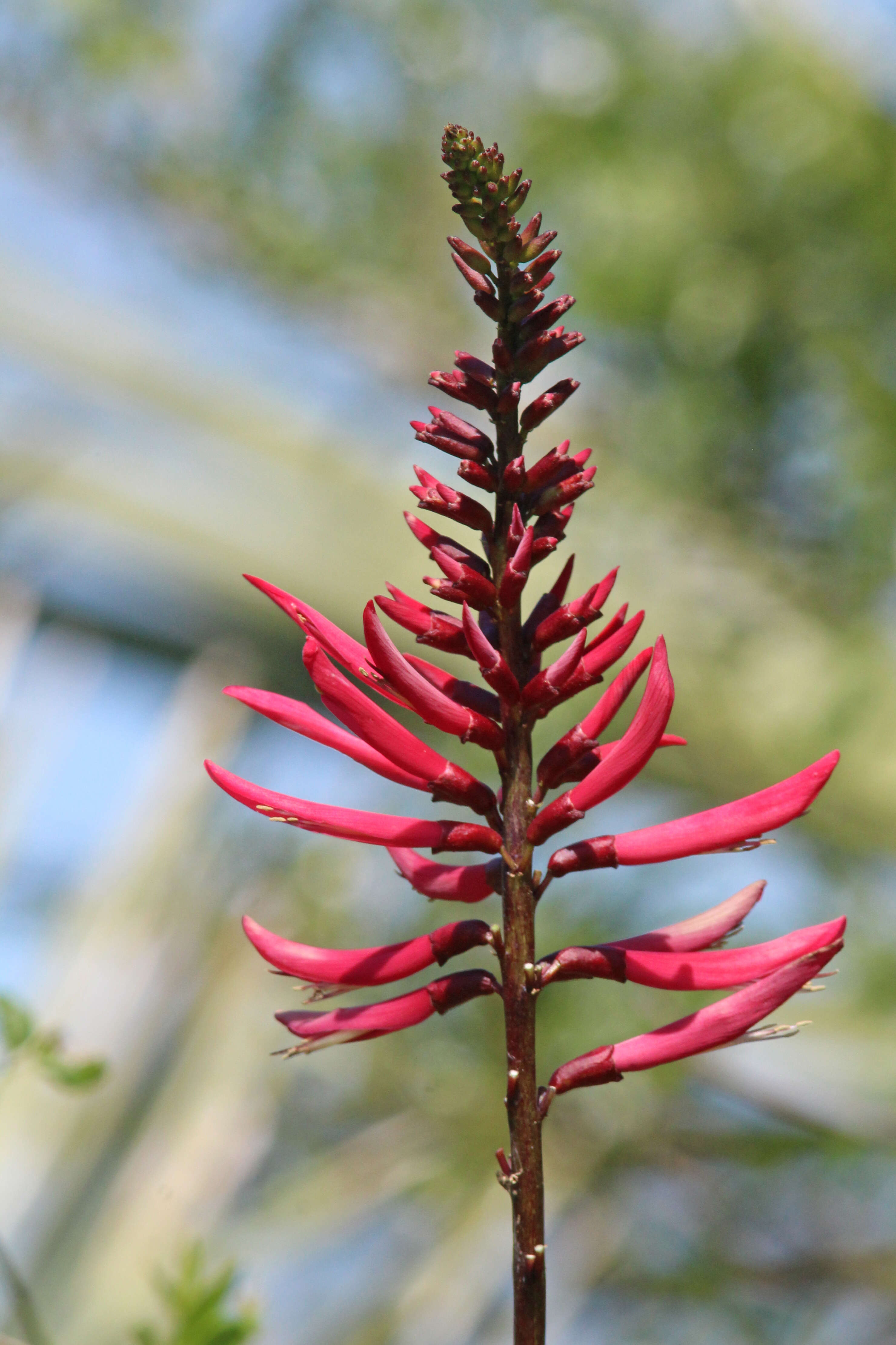 Plancia ëd Erythrina herbacea L.