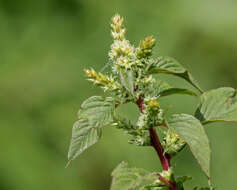 صورة Amaranthus spinosus L.