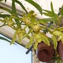 Cymbidium lowianum var. alba的圖片