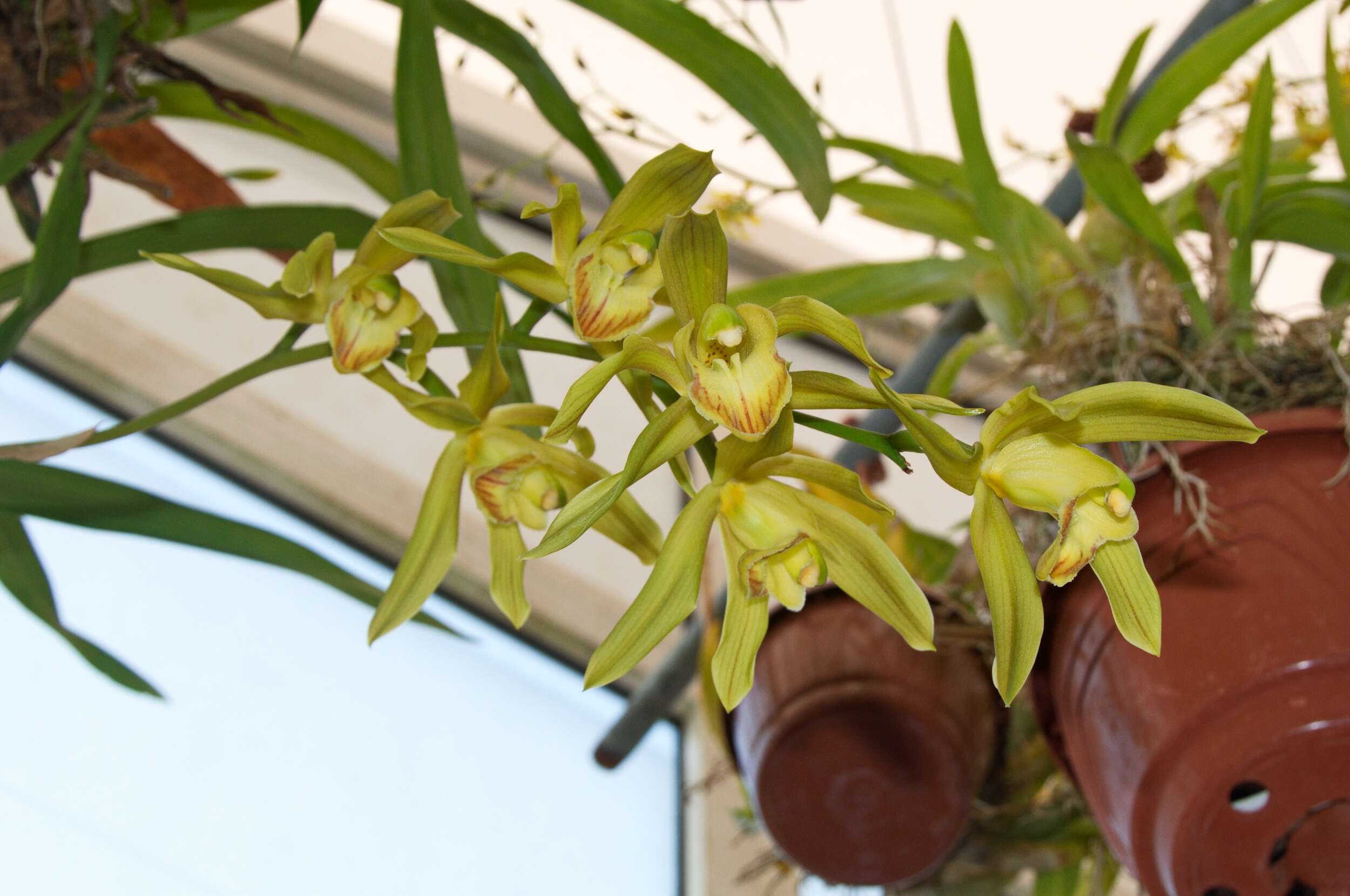 Cymbidium lowianum var. alba的圖片